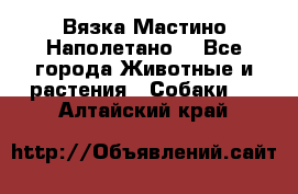 Вязка Мастино Наполетано  - Все города Животные и растения » Собаки   . Алтайский край